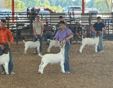 Young kids showing goats at the Yamboree Livestock Show