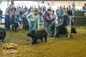 Yamboree Kids Swine